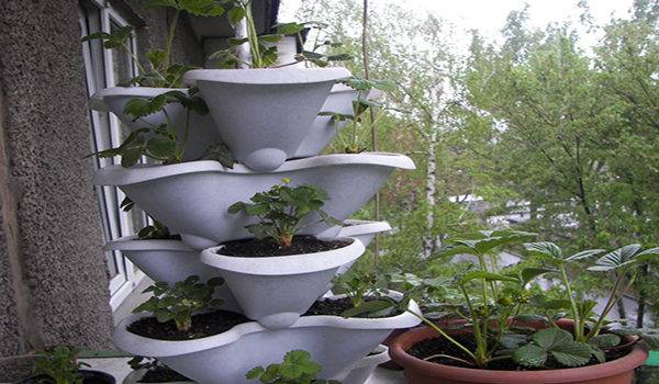 How to grow strawberries on a balcony