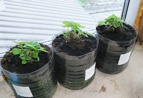 How to grow strawberries on a balcony