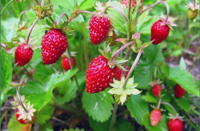 How to grow strawberries on a balcony