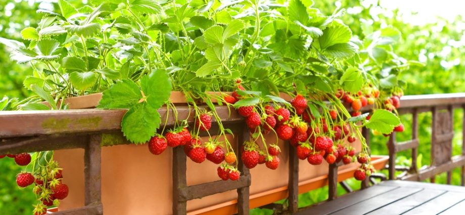 How to grow strawberries on a balcony