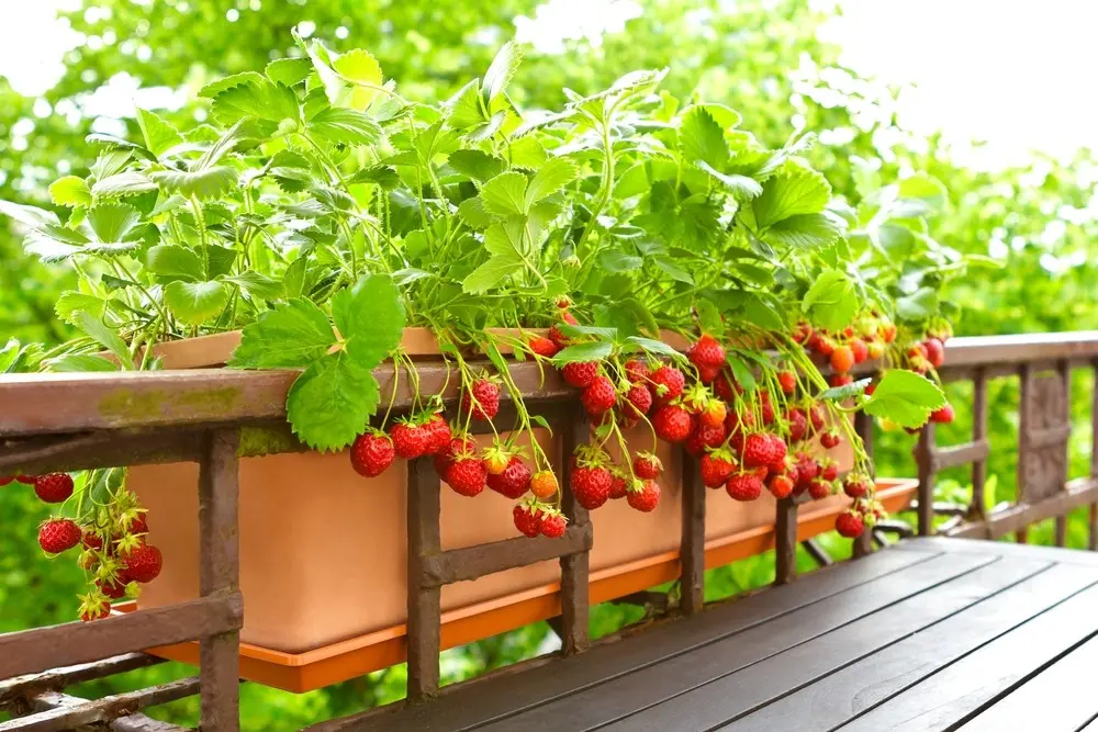 How to grow strawberries