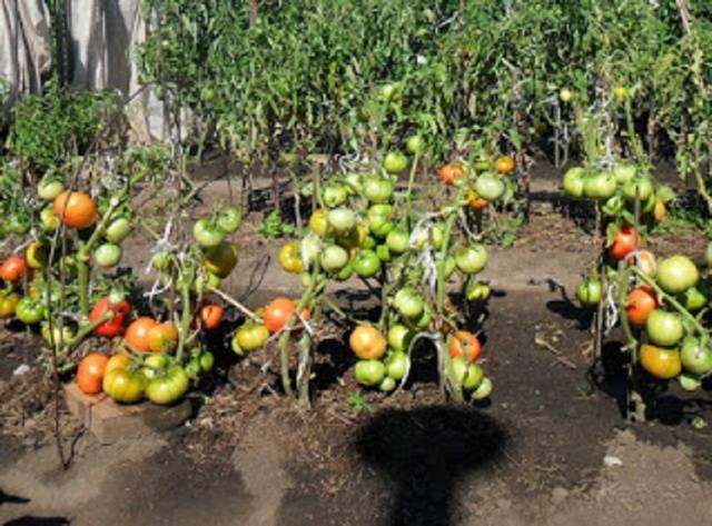 How to grow tomatoes without seedlings 