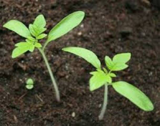 How to grow tomatoes without seedlings 