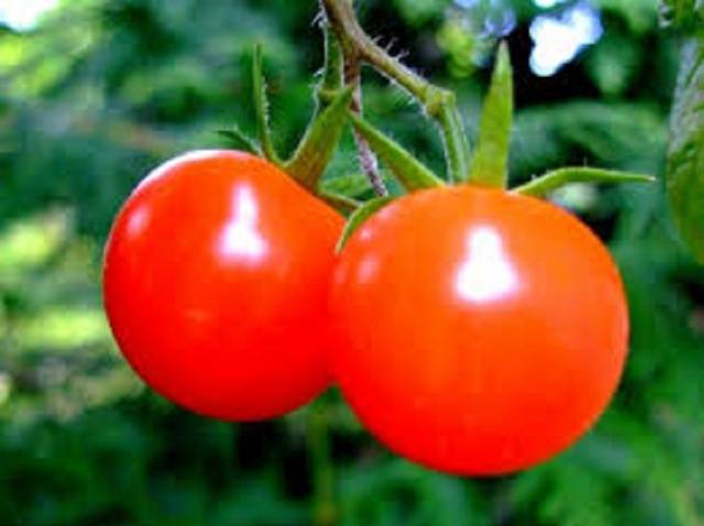 How to grow tomatoes without seedlings 