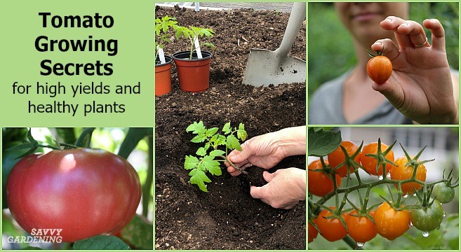 How to grow tomatoes without seedlings 