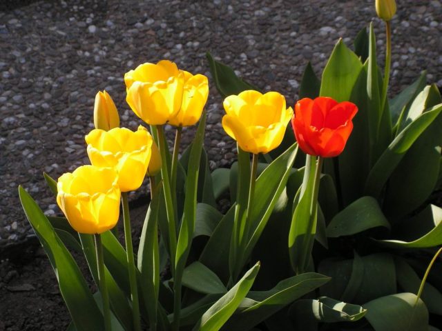 How to grow tulips from seeds at home