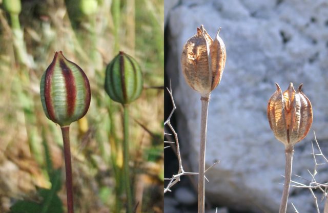 How to grow tulips from seeds at home