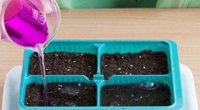 How to grow tulips from seeds at home