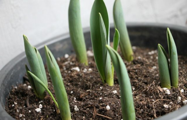 How to grow tulips from seeds at home