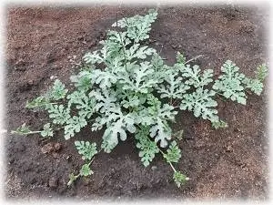 How to grow watermelon Spark in Siberia, Moscow region