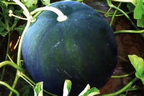 How to grow watermelon Spark in Siberia, Moscow region