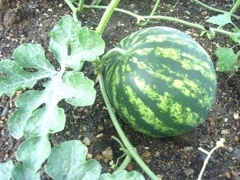 How to grow watermelon Spark in Siberia, Moscow region