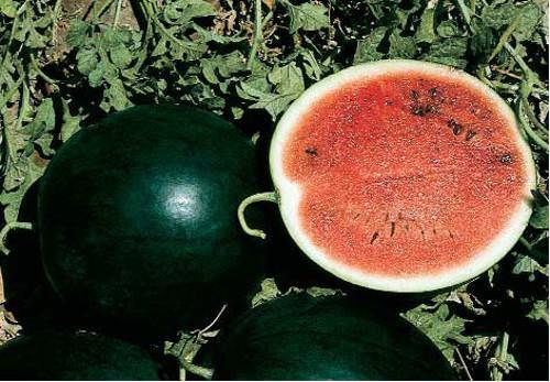 How to grow watermelon Spark in Siberia, Moscow region