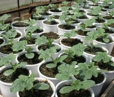 How to grow watermelon Spark in Siberia, Moscow region