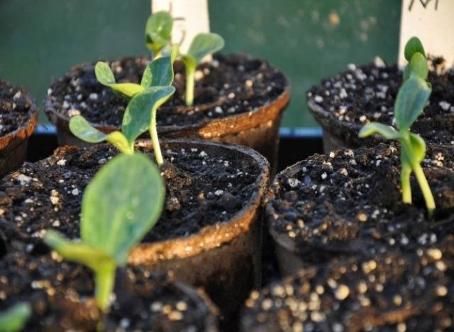 How to grow watermelon Spark in Siberia, Moscow region