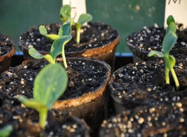 How to grow watermelon Spark in Siberia, Moscow region