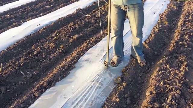 How to grow watermelon Spark in Siberia, Moscow region