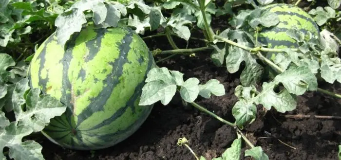 How to grow watermelon Spark in Siberia, Moscow region