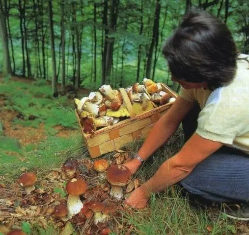 How to grow white mushrooms at home