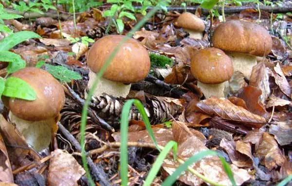 How to grow white mushrooms at home