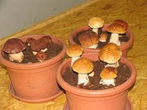 How to grow white mushrooms at home