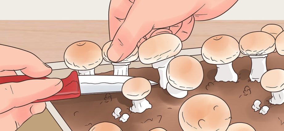 How to grow white mushrooms at home