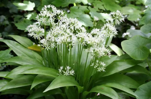 How to grow wild garlic from seeds: stratification, planting before winter