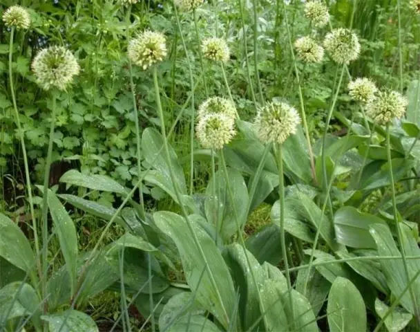 How to grow wild garlic from seeds: stratification, planting before winter