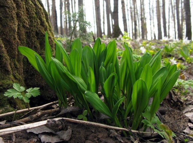 How to grow wild garlic from seeds: stratification, planting before winter