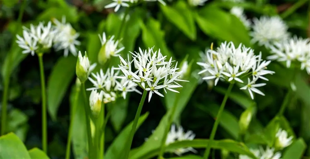 How to grow wild garlic from seeds: stratification, planting before winter