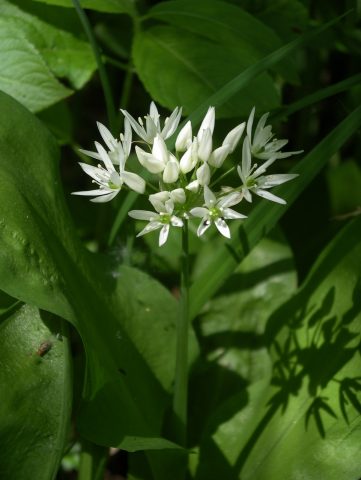 How to grow wild garlic in the country