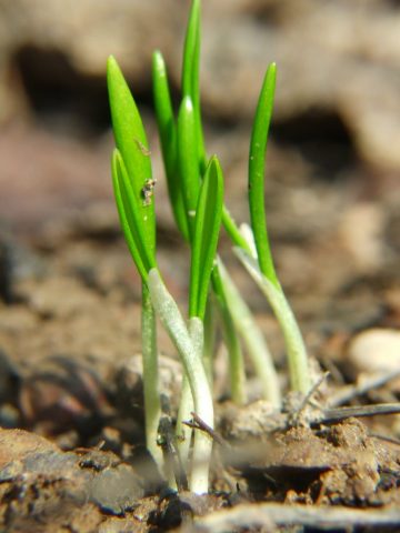 How to grow wild garlic in the country