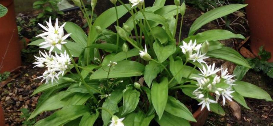 How to grow wild garlic in the country