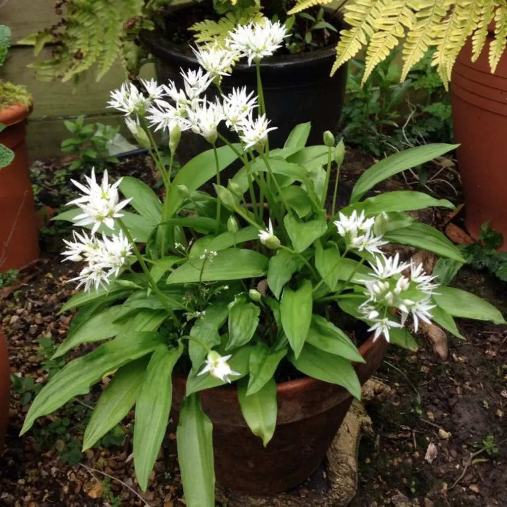 How to grow wild garlic in the country