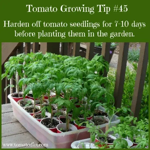 How to harden off tomato seedlings 