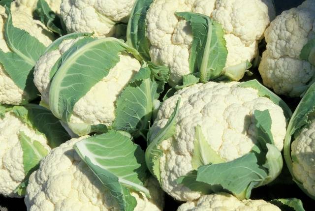 How to harvest cauliflower 