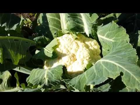 How to harvest cauliflower 