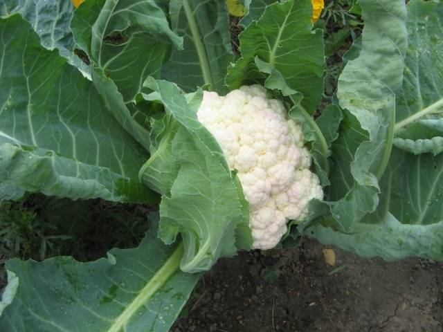 How to harvest cauliflower 