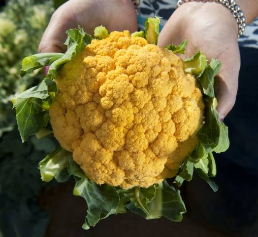 How to harvest cauliflower 