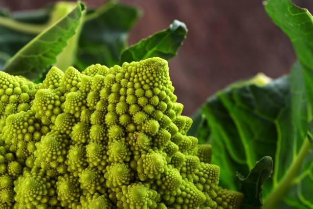 How to harvest cauliflower 