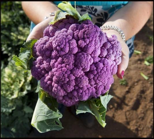 How to harvest cauliflower 