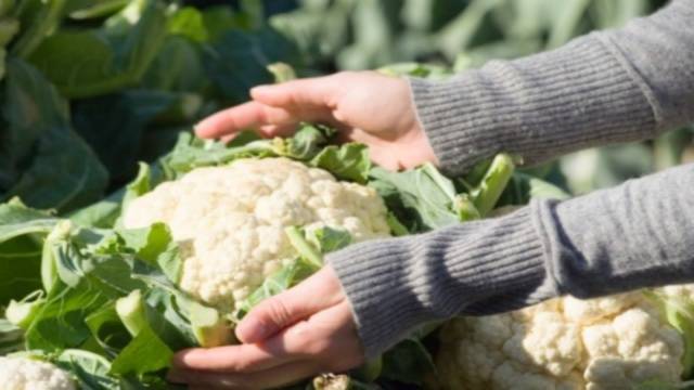 How to harvest cauliflower 