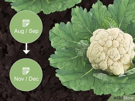 How to harvest cauliflower 