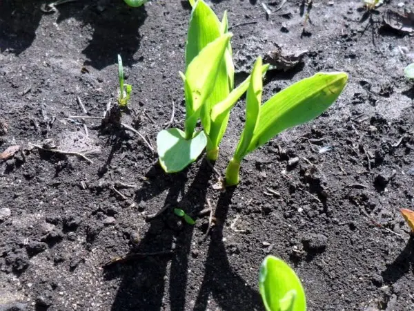 How to harvest corn seeds and when do they ripen?