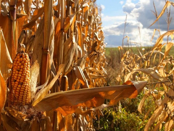 How to harvest corn seeds and when do they ripen?