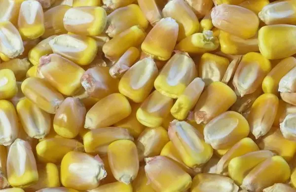 How to harvest corn seeds and when do they ripen?