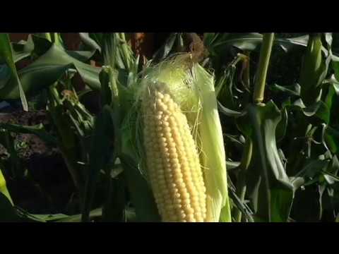 How to harvest corn seeds and when do they ripen?