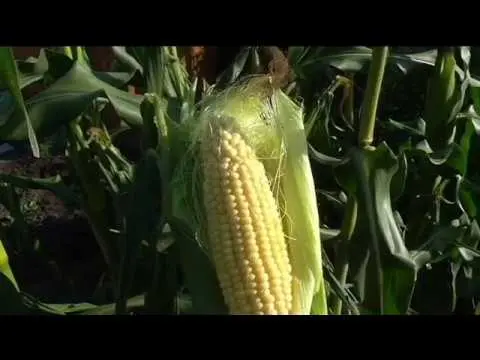 How to harvest corn seeds and when do they ripen?