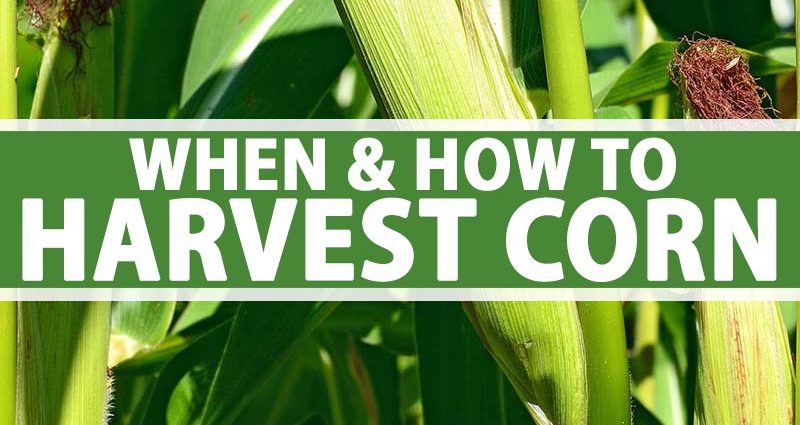 How to harvest corn seeds and when do they ripen?