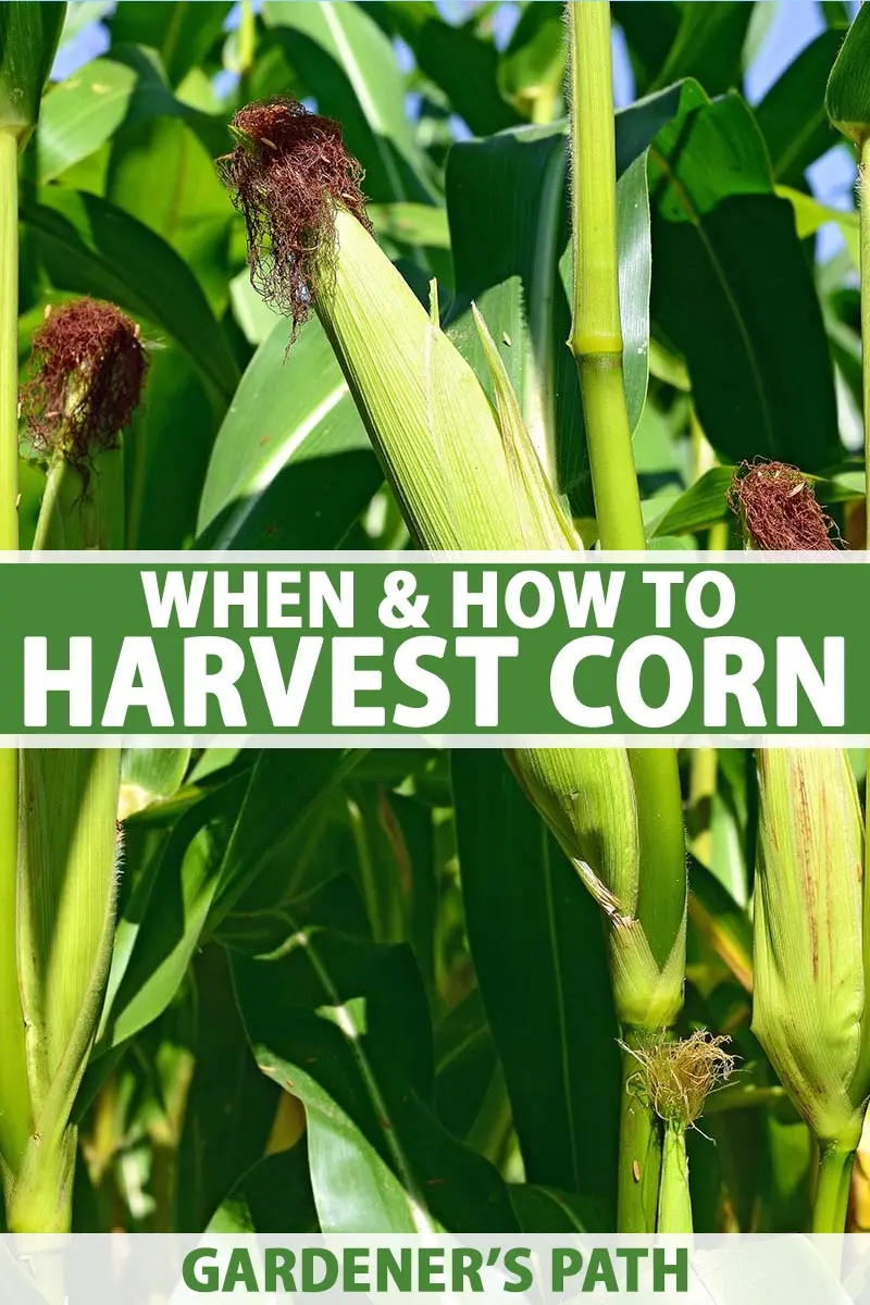 How to harvest corn seeds and when do they ripen?